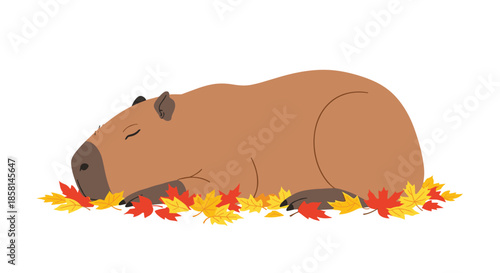 Cute and calm capybara sleeping peacefully on a colorful bed of red and yellow autumn leaves, isolated on white background.