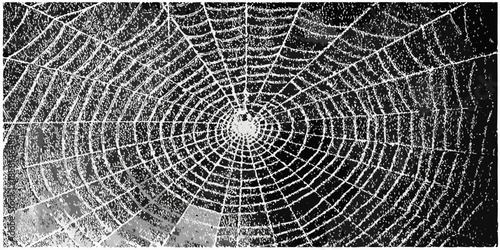 An intricate spiderweb with a bright light source visible within its center