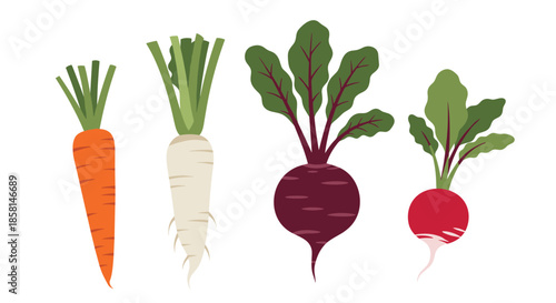 A set of four illustrated root vegetables including a carrot, parsnip, beetroot, and radish, shown with their green tops.