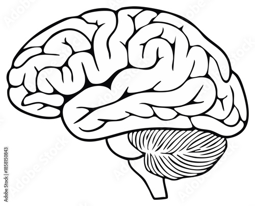 Stylized brain anatomy diagram illustration isolated on white symbolizing medical study and neuroscience research.