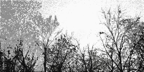 Bare trees silhouetted against a bright hazy sky in monochrome