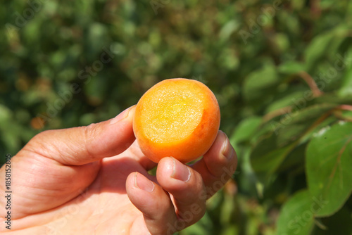 Fresh Cut Apricot in Hand, Yantai Shandong Orchard