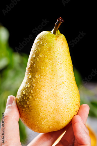 Fresh Yellow Pear with Water Droplets, Shandong China