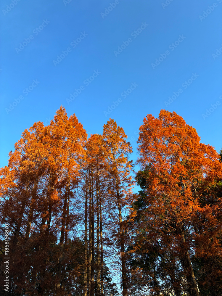 Fototapeta premium 紅葉した杉の木_04