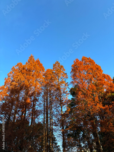 紅葉した杉の木_04