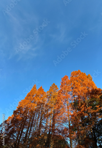 紅葉した杉の木_01