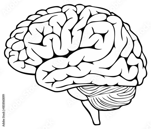 Black and white illustration of a human brain with clear anatomical detail