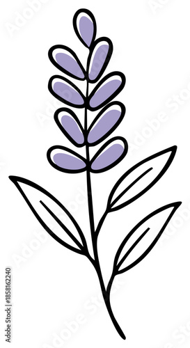 Illustrated sprig with purple flowers and green leaves, simple botanical drawing.