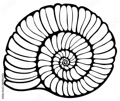 Nautilus shell spiral in black and white isolated on a white background for design and illustrations