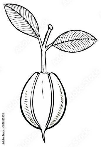 Outline Illustration of a Budding Plant with Two Leaves Ready to Germinate, Vector Drawing, Minimalist Botanical Illustration