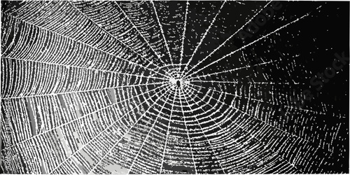 Intricate detail of a spiderweb a circular pattern of silk threads