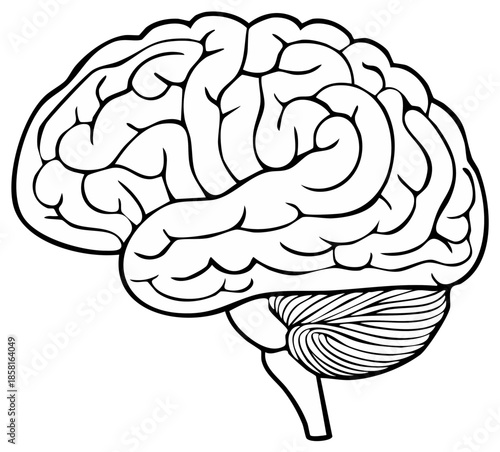 Brain Anatomy Illustration Simplified Medical Biology Organ Knowledge Mind Power Thinking