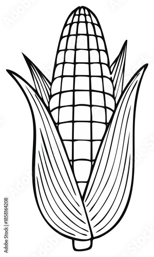 Hand drawn illustration of a ripe ear of corn with green husks
