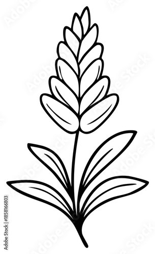 Stylized Outline Drawing of a Wheat Stalk with Leaves