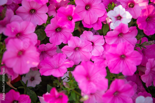 Petunia flower in nature. Summer nature. Vivid inflorescences of flowering plant. Flower of petunia. Flowering background. Floristry and gardening. Petunia blossom. Vivid petunia garden flower growing