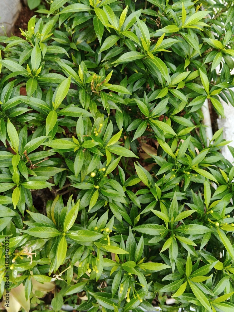 Obraz premium Lush green foliage of Tabernaemontana corymbosa bush, dense leaf pattern for tropical garden background and environmental sustainability concept, fresh evergreen plant leaves for landscaping