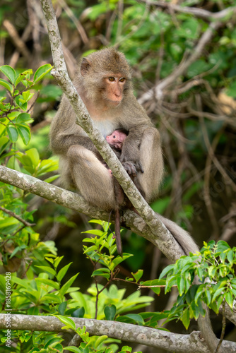 Rhesus Macaque - Macaca mulatta, portrait of beautiful popular primate endemic in Central and Eastern Asian forests and woodland, Vietnam.