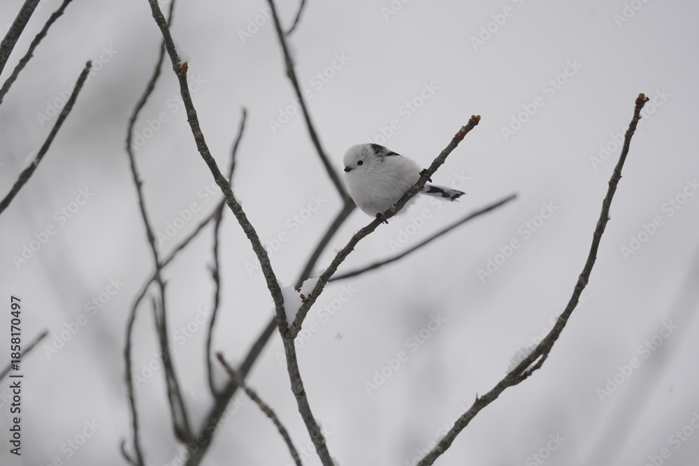 Fototapeta premium Long‑Tailed Tit Perched on Winter Branch