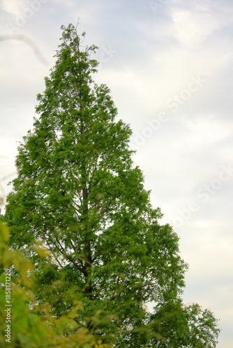 曇り空と新緑の樹木