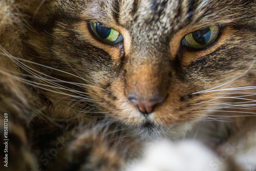 Obraz na płótnie Close-up portrait of a tabby cat with striking green eyes and detailed whiskers