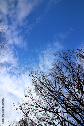青空と木々の枝