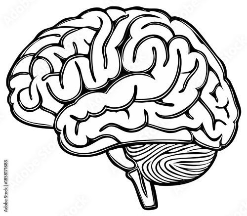 Human Brain Illustration Anatomical View Cerebral Cortex Intelligence Concepts Medical Study Neurology Design Science