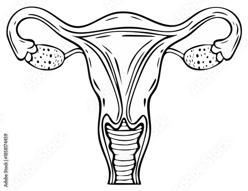Medical illustration of the female reproductive system