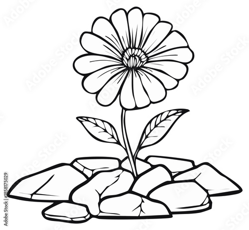 Single Daisy Flower Growing Up Through Rocks Line Drawing