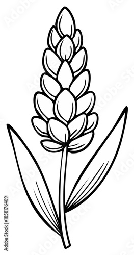 Illustration of a flowering plant in monochrome