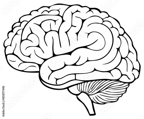 Outline drawing of human brain side view depicting anatomy, intellect, and neuroscience concepts