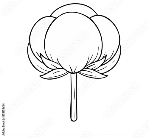 Illustration of a cotton plant boll, flower, and stem for use in designs.