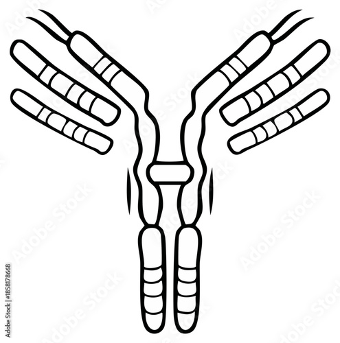 Antibody molecule diagram in black and white