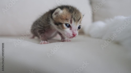 Little newborn beautiful cat  slow motion