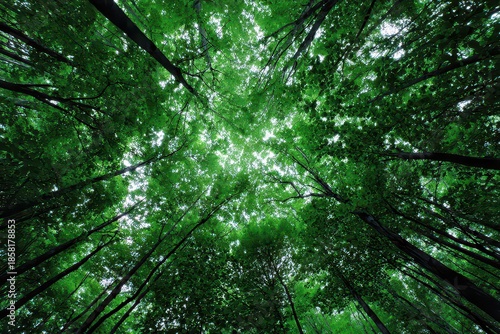 Lush Green Canopy Viewed from Below with Tall Trees and Bright Sky Creating Natural Skylight in Forest