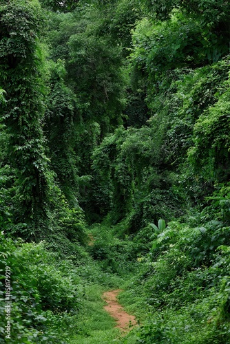 Lush Green Overgrown Path Through Dense Foliage with Sunlight Filtering Down Creating Depth and Texture on Plants and Vegetation