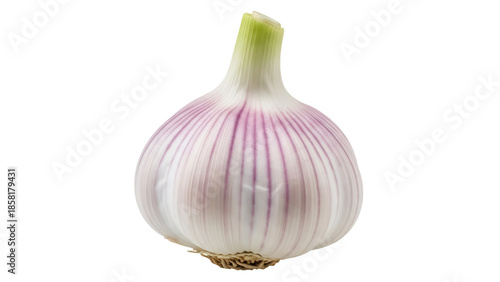 Photos Fresh solo garlic bulb PNG isolated on transparent background, single clove garl