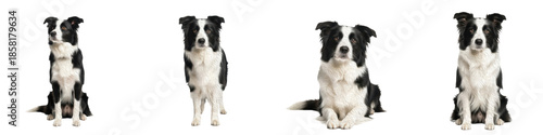 Tableau sur toile Border Collie Dog Set Isolated in Different Poses, Intelligent Black and White H