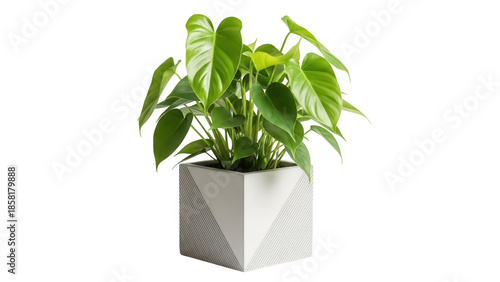 Philodendron plant in modern pot isolated PNG, vibrant green houseplant for indoor decor and design projects on transparent background