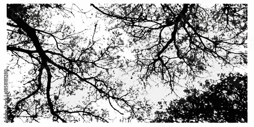 Silhouetted branches against a bright overcast sky creating a stark contrast