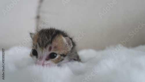 Little newborn beautiful cat  slow motion
