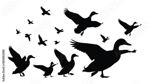 A flock of black silhouette geese in dynamic flight against a white background