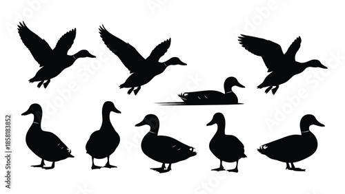Silhouettes of flying and swimming ducks in a simple black and white design