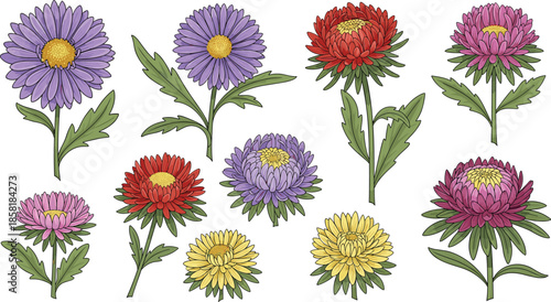 Colorful aster flowers illustration, botanical art, vibrant petals, green leaves, floral diversity, purple red pink yellow blossoms, detailed plant design