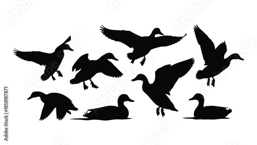 A flock of ducks in various flight and resting positions silhouetted