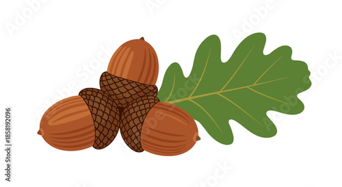 Three brown acorns grouped together with a large green oak leaf on a white background symbolizing autumn and nature.