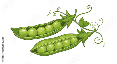 Healthy fresh green pea pods with round peas inside and curly vines with leaves on a clean white background.