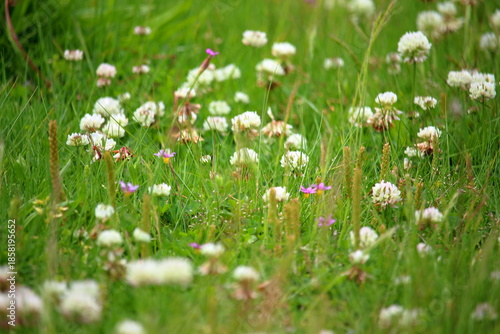 雑草に映えるシロツメクサ