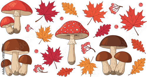 Autumn mushroom and fall leaves illustration set with forest fungi and seasonal foliage in colorful hand drawn style for harvest and nature designs