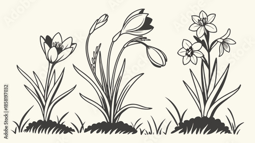 Vintage Botanical Engraving of Spring Flowers Crocus and Daffodils Line Art Illustration for Seasonal Web Design and Print Media