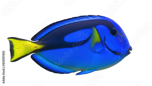 Fotografía Vibrant blue tang fish PNG isolated on transparent background, colorful tropical